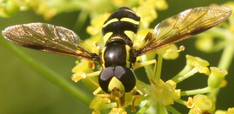 Xanthogramma pedissequum