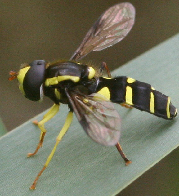 Xanthogramma pedissequum
