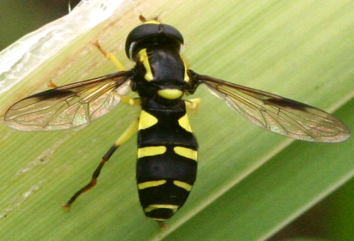 Xanthogramma pedissequum