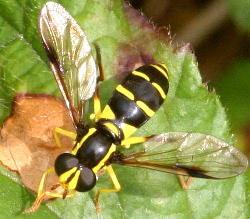 Xanthogramma pedissequum