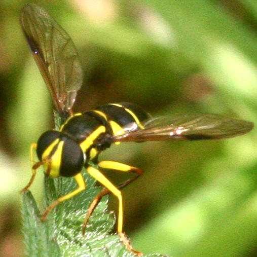 Xanthogramma pedissequum