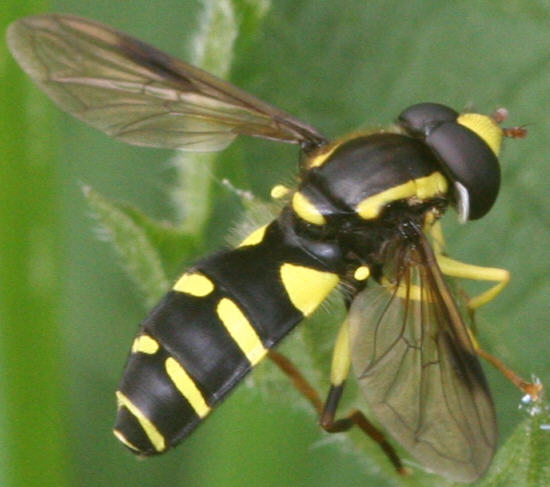 Xanthogramma pedissequum