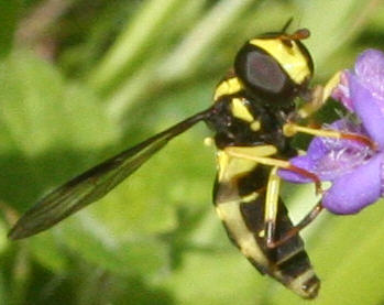 Xanthogramma pedissequum