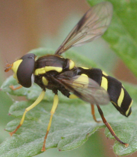 Xanthogramma pedissequum