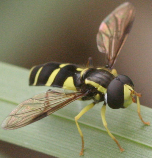 Xanthogramma pedissequum