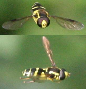 Xanthogramma pedissequum