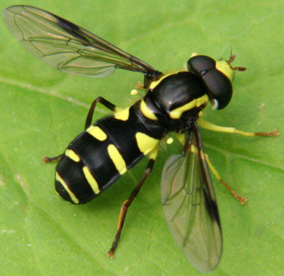 Xanthogramma pedissequum