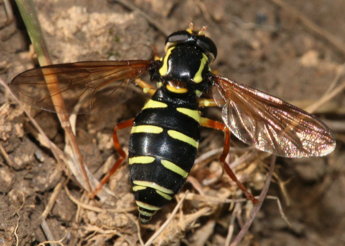 Xanthogramma citrofasciatum