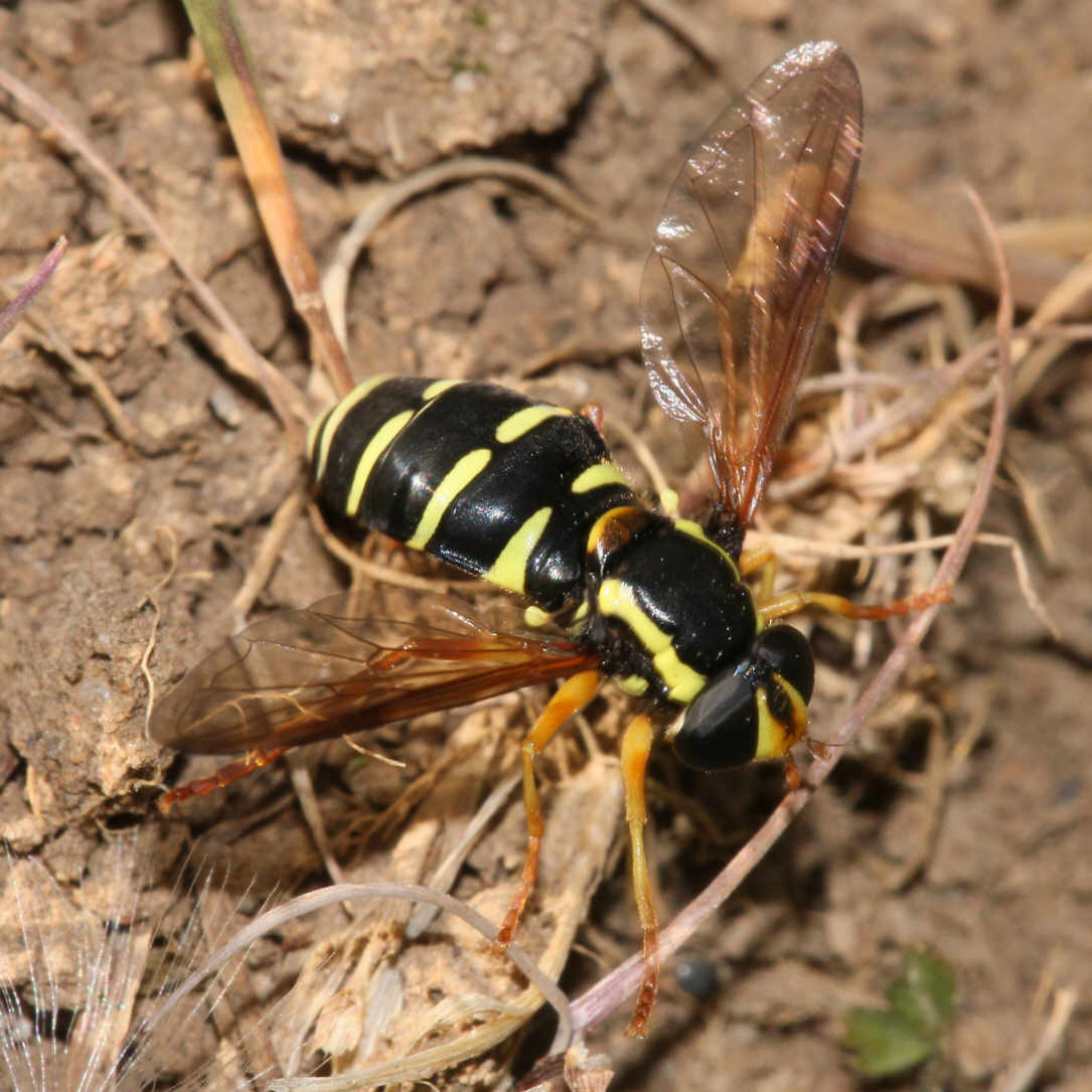 Xanthogramma citrofasciatum