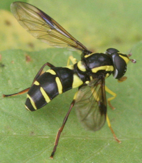 Xanthogramma pedissequum