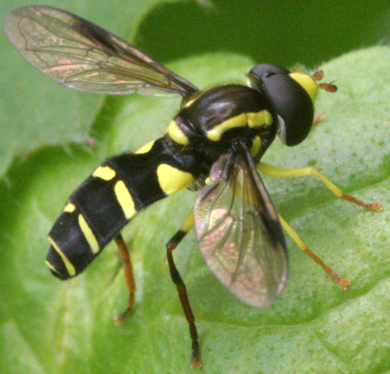 Xanthogramma pedissequum
