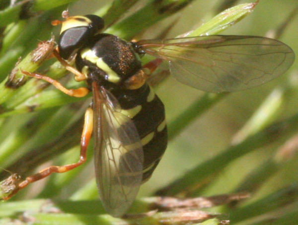Xanthogramma citrofasciatum