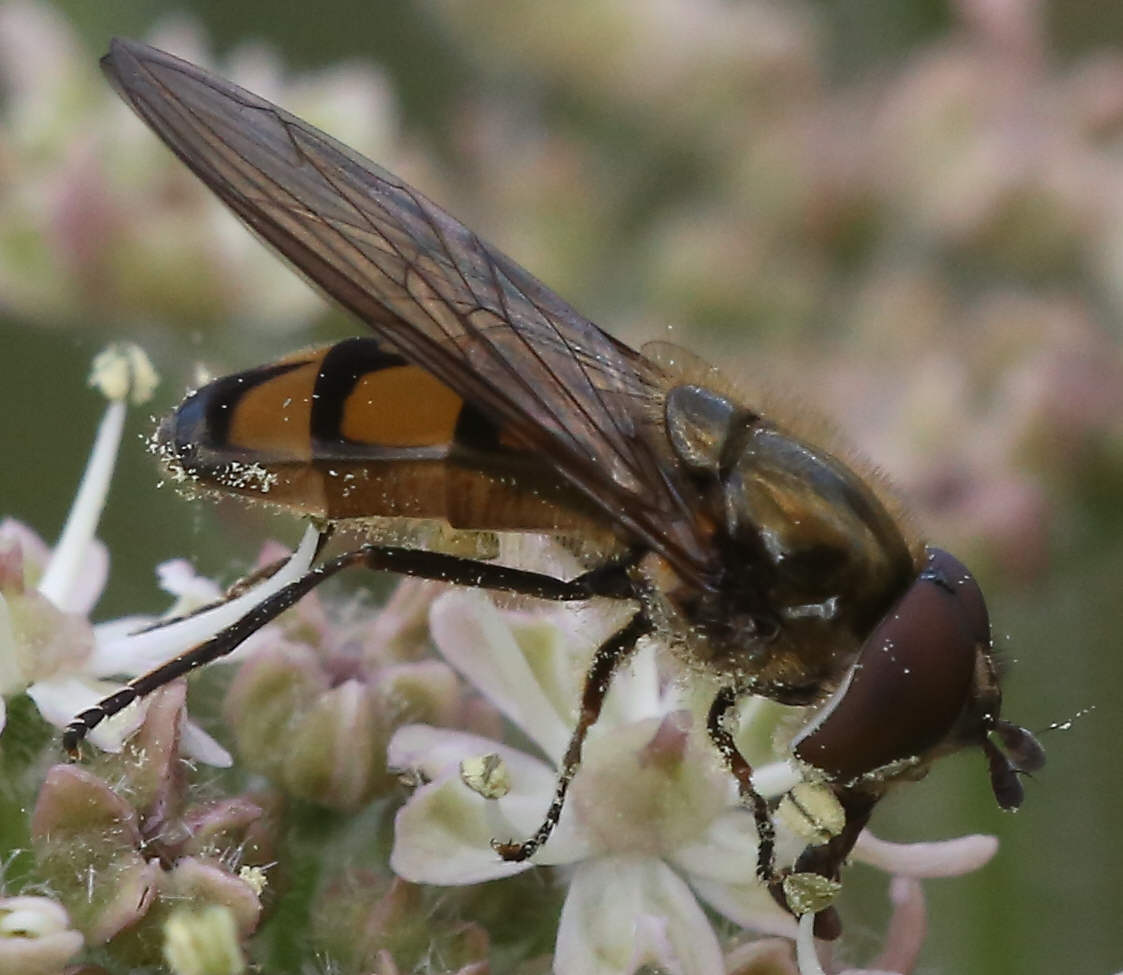 Xanthandrus comtus