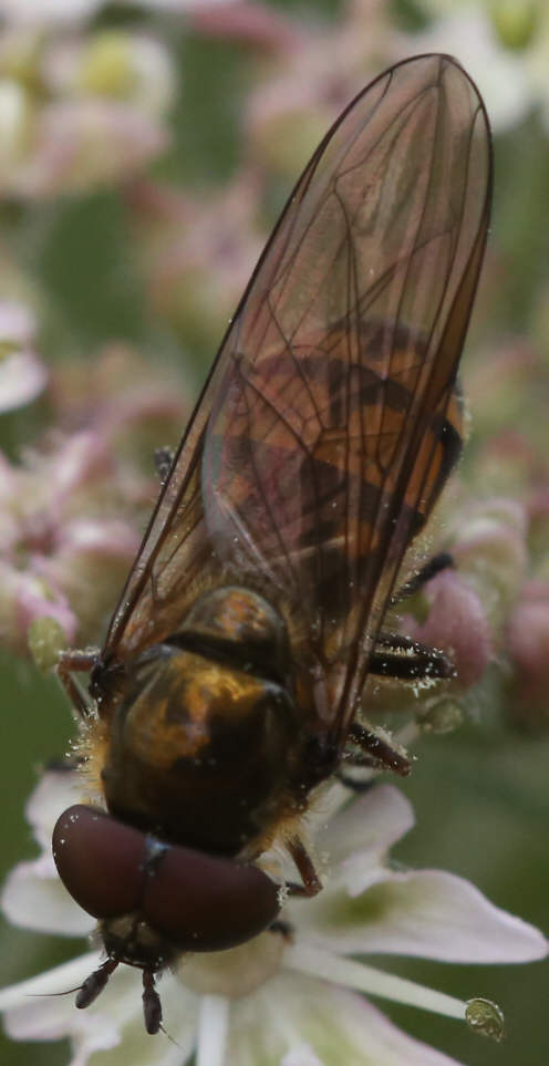 Xanthandrus comtus