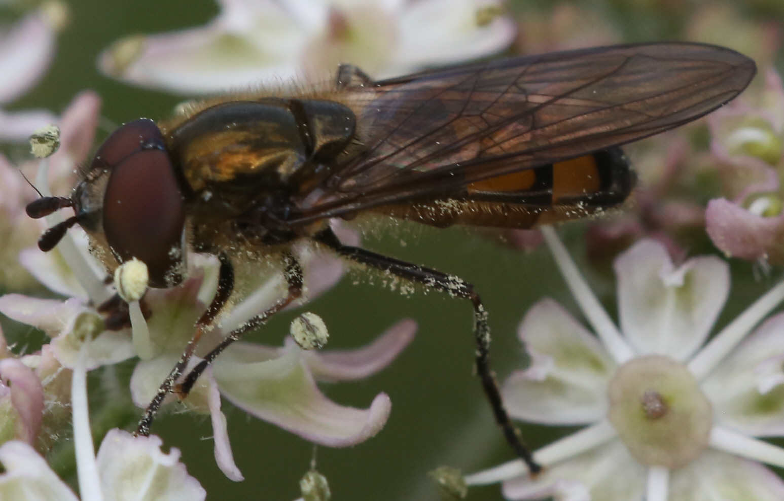 Xanthandrus comtus