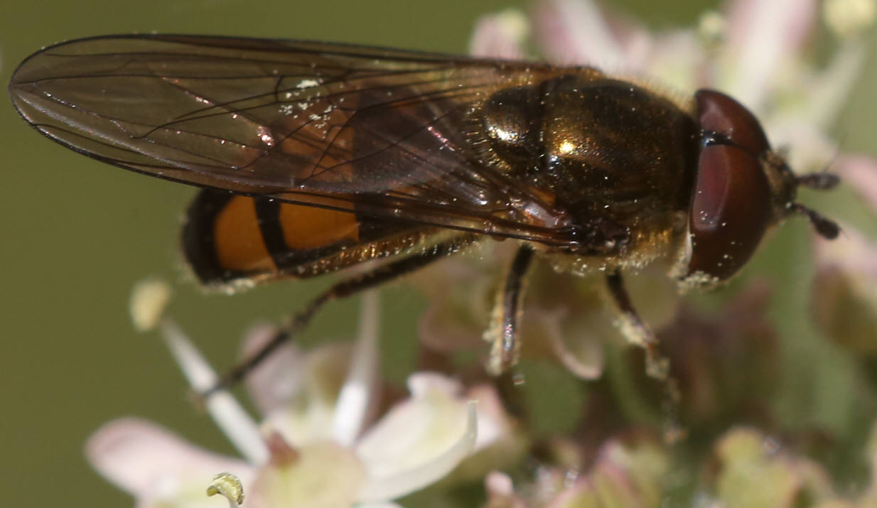 Xanthandrus comtus