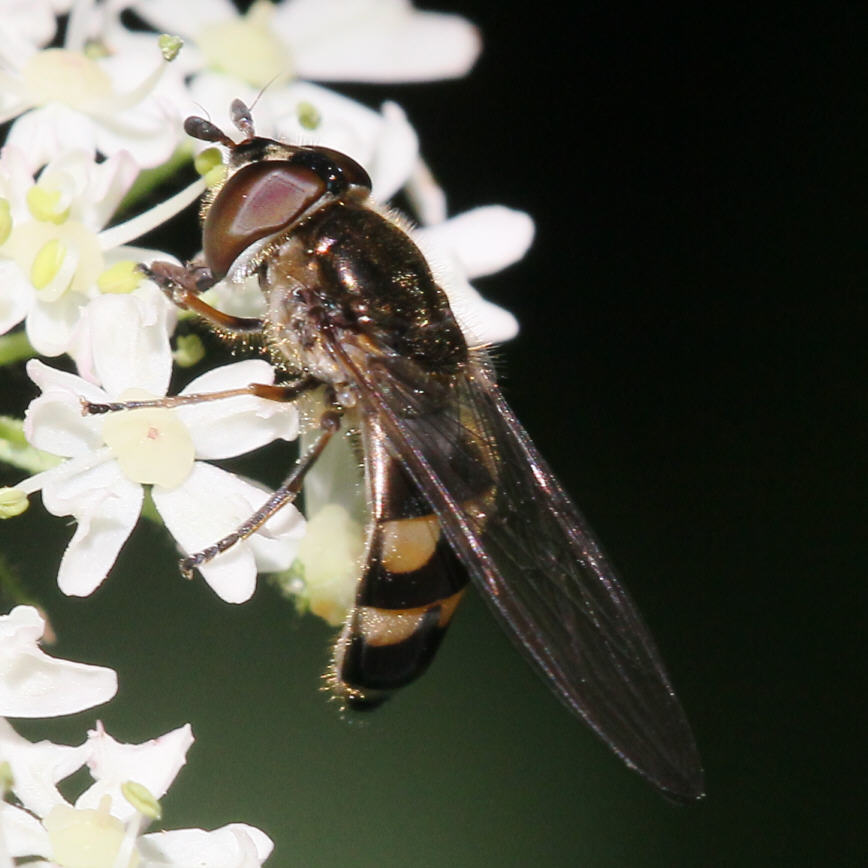 Xanthandrus comtus