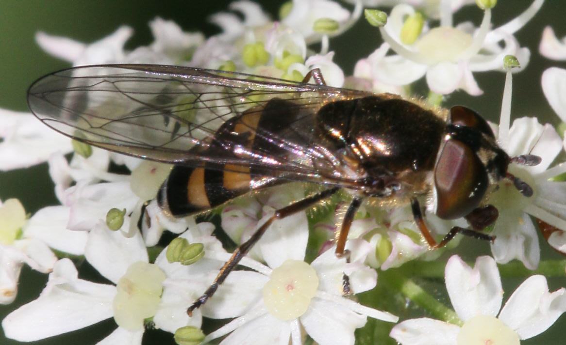Xanthandrus comtus