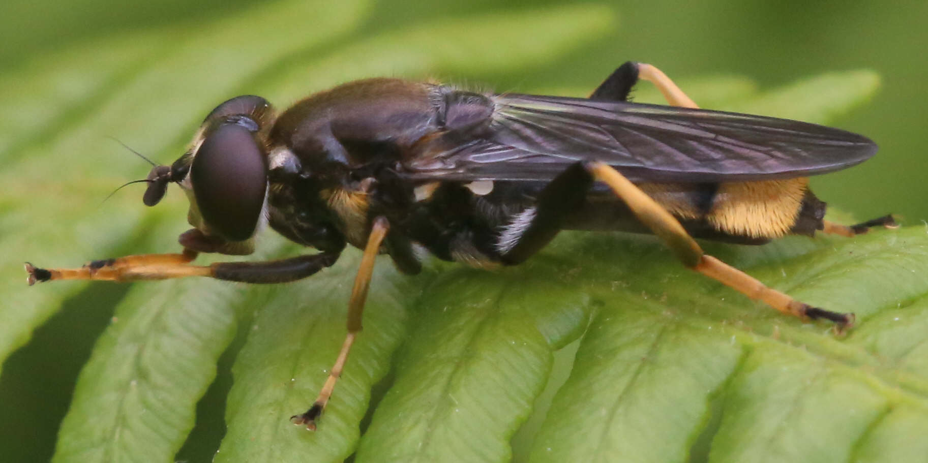 Xylota sylvarum