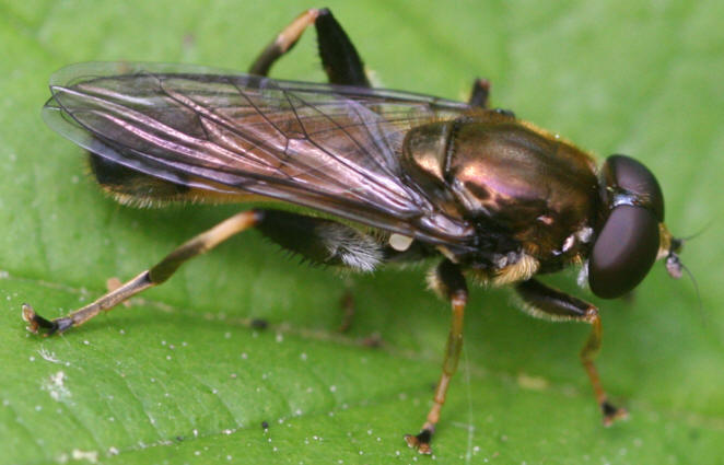 Xylota segnis