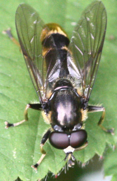 Xylota sylvarum