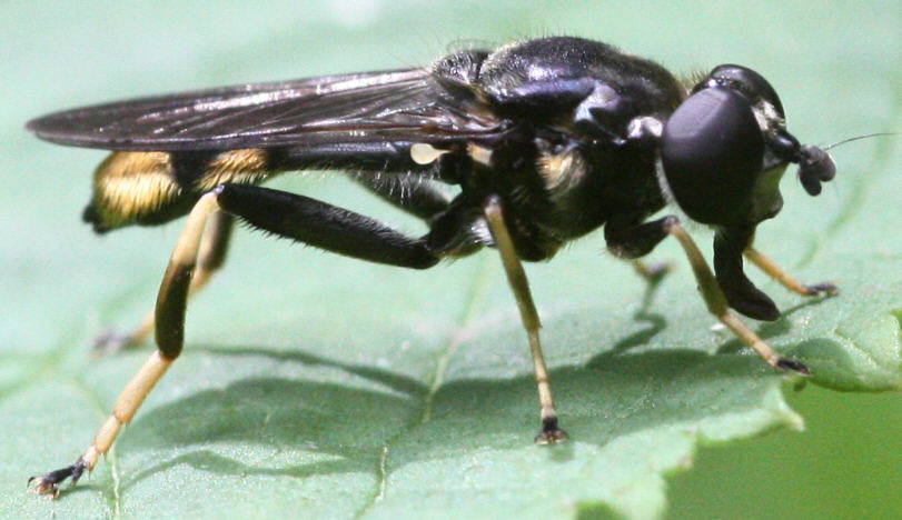 Xylota sylvarum