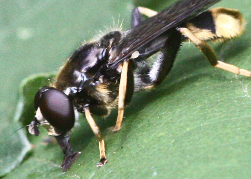 Xylota sylvarum