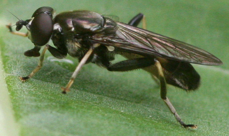 Xylota florum